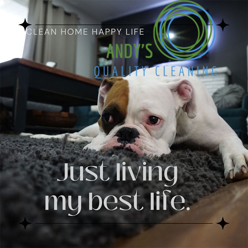 How to Keep a Clean Space for You and Your Pets